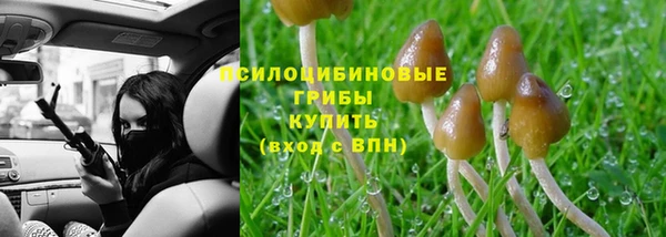 прущие грибы Алзамай